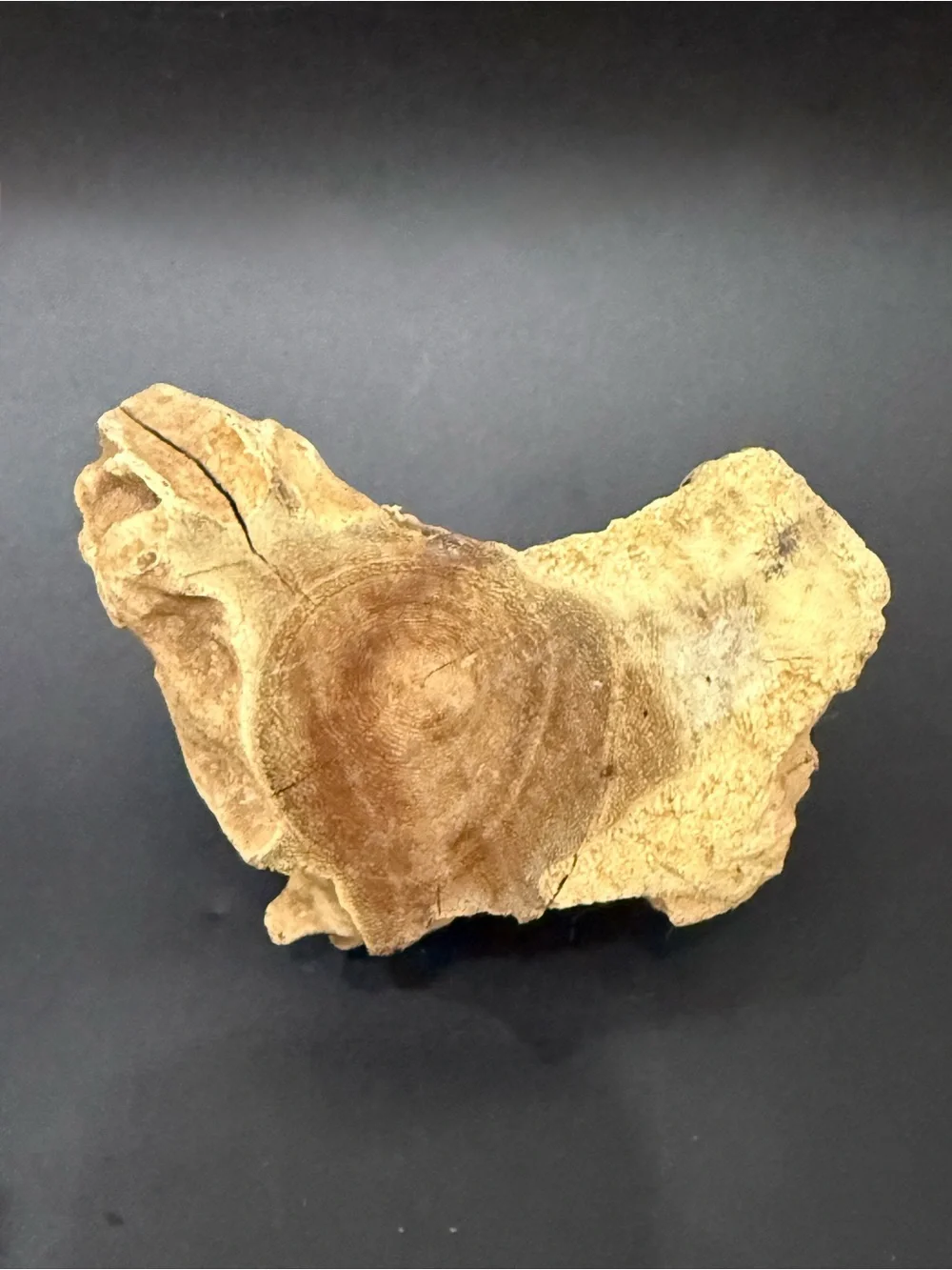 Handcrafted Molten Glass Vase Bowl on Custom Molded Organic Teak Driftwood Base